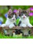 - 3 x 49 Parça Puzzle Tiger Babies (80465) 5