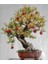 Ithal Bodur Nar Bonzai Ağacı Tohumu 5 Tohum Bonsai Tohumu 4