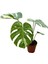 Monstera Deliciosa 'Thai Constellation' (Deve Tabanı) 1