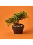 Bonsai Çiçek - Asorti - 19 cm 2