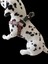 Köpek Göğüs Tasması Orta ve Büyük Irk Göğüs ölçüsü:50-90cm Ayarlamalı Dog Harness Gt5-33 9
