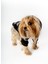 Köpek Kedi Hoodie Danger 2