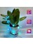 Noel Dekor App Uygulama Kontrolü Dıy Işık LED Noel Ağacı Dekoratif Işık Akıllı Ideal LED 2