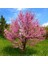 ERGUVAN FİDANI - Cercis Siliquastrum 3