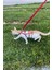 Full Body Kedi Harness, Kedi Gezdirme Tasması, Kedi Sokak Tasması - NPC011 3