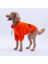 Turuncu Doha Go! Urban Moods Peluş Orta Büyük Irklar Köpek Kıyafeti Köpek Sweati 3