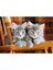 500 Parça Puzzle: Kittens 2