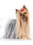 Yorkshire Terrier Yaş Köpek Maması 12 x 85g 9