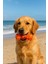 Zen Dog Dayanıklı Kauçuk Dumbbell Köpek Oyuncağı 1