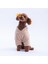 Bej Lucca Teddy Hoodie Ayı Kulaklı Peluş Köpek Kıyafeti Kedi Kıyafeti Köpek Sweati 4