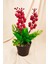 Cocina Yılbaşı Kokina Saksıda Şık Dekorasyon Süsleme Yapay Çiçek 26 cm 2