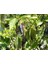 Adet Black Jalapeno Biber Tohumu 3