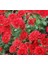 Kırmızı Kasımpatı F1 Tohumu (15 Tohum) 2