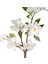 Yapay Çiçek, Kiraz Çiçeği, Beyaz - 70 cm 2