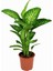 Fidancılık Difenbahya Tropik Salon Bitkisi 60-90 cm 1