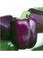Nadir Mor Dolmalık Biber Tohumu 10 Adet Tohum 4