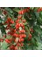 Tüplü Goji Berry Kurt Üzümü Fidanı 2