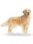 Golden Retriever Yetişkin Kuru Köpek Maması 12kg 17