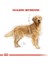 Golden Retriever Yetişkin Kuru Köpek Maması 12kg 19