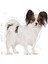 ® X-small Yetişkin Köpek Maması 1,5 Kg 18