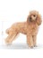 Poodle Yaş Köpek Maması 12 x 85g 8