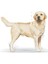 Labrador Retriever Yetişkin Kuru Köpek Maması 12kg 17