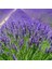 Paket Tüplü Yoğun Kokulu Aromatik Lavanta Fidanı (70-100 Cm) 2