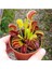 Look Venus Fly Trap Tohumu 5 Adet Tohum Etçil Bitki Etobur Bitki Sinek Kapan TH-8777963100152 3
