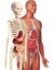 - 64297 - Ilk Keşiflerim - Insan Anatomisi 3
