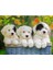 127658 Cuddly Puppies 200 Parça Xxl Ravensburger Puzzle 2