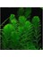 Bitkileri Myriophyllum Elatinoides Saksı Canlı Bitki B095 1