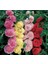 Gülhatmi (Katmerli Büyük Çiçekli) - Karışık (5 Tohum) 1