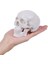 Mini Insan Kafatası Modeli Çıkarılabilir Kafatası Kapağı ve Eklemli Mandibula ile 3 Parçalı Anatomik Kafatası Modeli (Yurt Dışından) 2