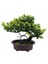 Yapay Japon Juniper Bonsai Ağacı Yüksekliği 9 5inch Ev Ofis Kapalı Dekor (Yurt Dışından) 1