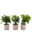 3 Paket Küçük Saksı Yapay Plastik Bitkiler Mini Biberiye Bitkisi Çiçek Houseplants Ev Dekoru Kapalı (Yurt Dışından) 1