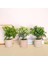 3 Paket Küçük Saksı Yapay Plastik Bitkiler Mini Biberiye Bitkisi Çiçek Houseplants Ev Dekoru Kapalı (Yurt Dışından) 5