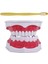 Diş Modeli Fırçalama Diş Flossing Pratik Diş Tipodontlar Modu Gingiiva Görünür Anatomik Gösteri (Yurt Dışından) 3