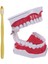 Diş Modeli Fırçalama Diş Flossing Pratik Diş Tipodontlar Modu Gingiiva Görünür Anatomik Gösteri (Yurt Dışından) 4
