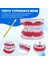 Diş Modeli Fırçalama Diş Flossing Pratik Diş Tipodontlar Modu Gingiiva Görünür Anatomik Gösteri (Yurt Dışından) 5