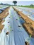 Mulch Örtüsü ve Çok Amaçlı Koruyucu Örtü 55CM x 5m 2