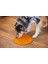 Techmrt Beeztees Yavru Köpek Mama Yeme Oyuncağı, Daire Şeklinde, Silikon, Turuncu, 30CM 5