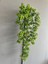 Yoğun Dallı Jumbo Boy Yapay Skulent- 70 cm Pastel Yeşil Sarkan Okaliptus 3