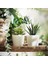 Fejka Saksılı Yapay Bitki Yeşil 6 cm 3 Adet 2