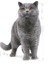 British Shorthair Yetişkin Kedi Maması 400 gr x 2 Adet 5