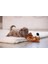 Techmrt Beeztees Köpek Oyuncağı, Peluş, Kahverengi, 16X18X8,5CM 2
