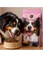 Yetişkin Köpekler Için Kuzu Etli Kuru Köpek Maması (3 Kg, Kuzu) 2