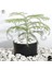 Sosc Natural Volkanik Beyaz Dekoratif Pomza Taşı, 2-4 Cm, 10 Litre, Drenaj ve Toprak Nemlendirici Özellikli, Saksı Süsleme 4