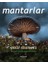 Mantarlar 1