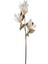 Çiçekli Bitki Pampas Krem 90 Cm. 1