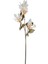 Çiçekli Bitki Pampas Krem 90 Cm. 3